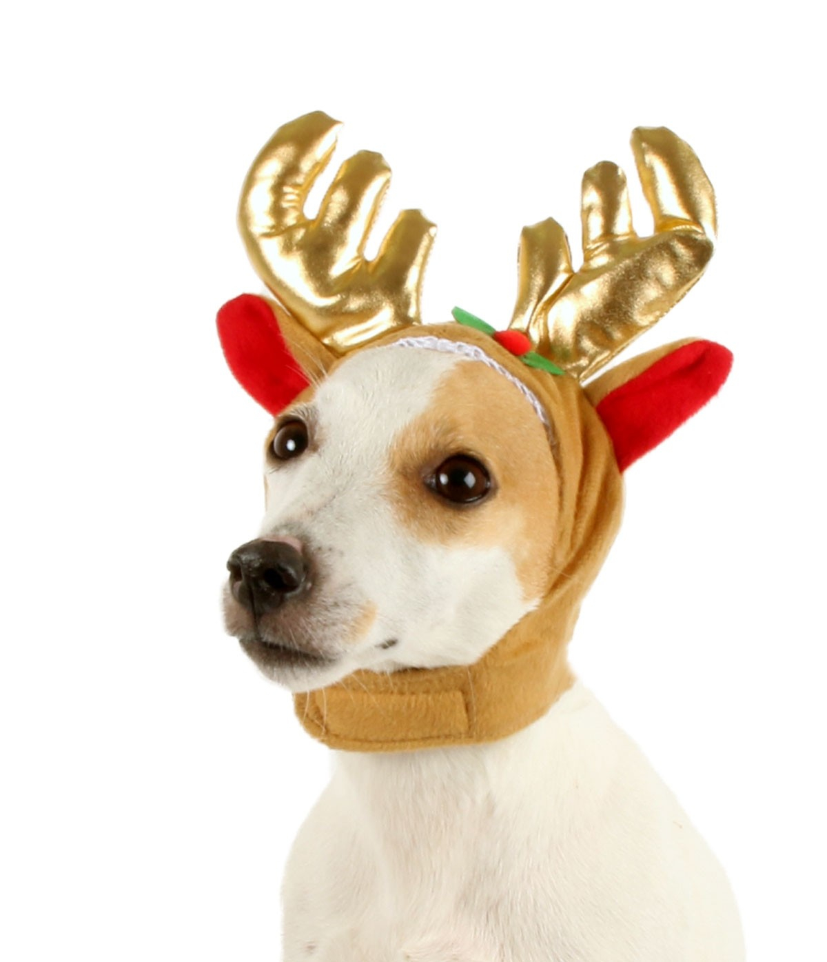 Costume da cane Cappello di Natale 