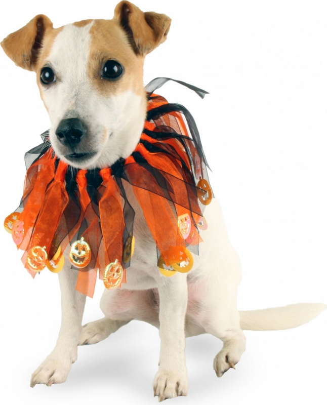 texto dueño vino Collar Halloween para perros Zolia