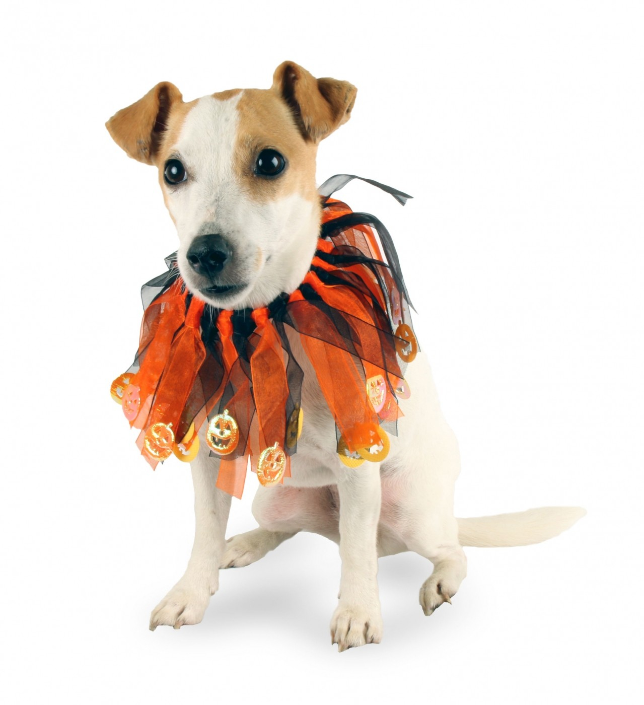 Halloweenketting ZOLIA Festive voor honden