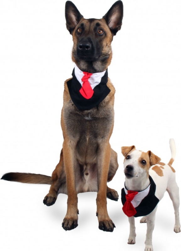 Collier cravate Classy Dog Zolia Festive pour chien