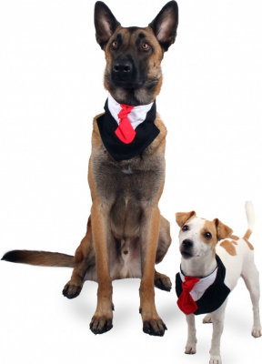 Avis sur Collier cravate Classy Dog Zolia Festive pour chien