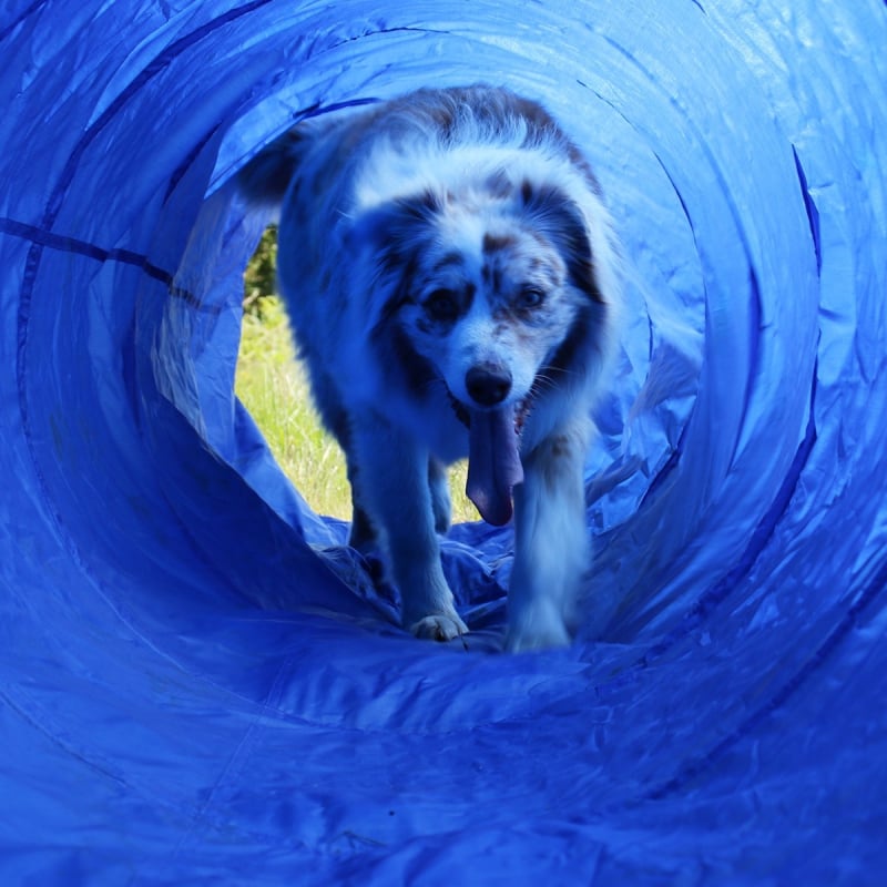 Tunel Agility para perro Zolia - 5 metros