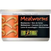 Minhocas de farinha para todos os tipos de répteis Exo Terra Mealworms