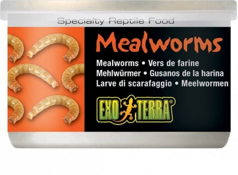 Exo Terra Mealworms Mehlwürmer für alle Arten von Reptilien
