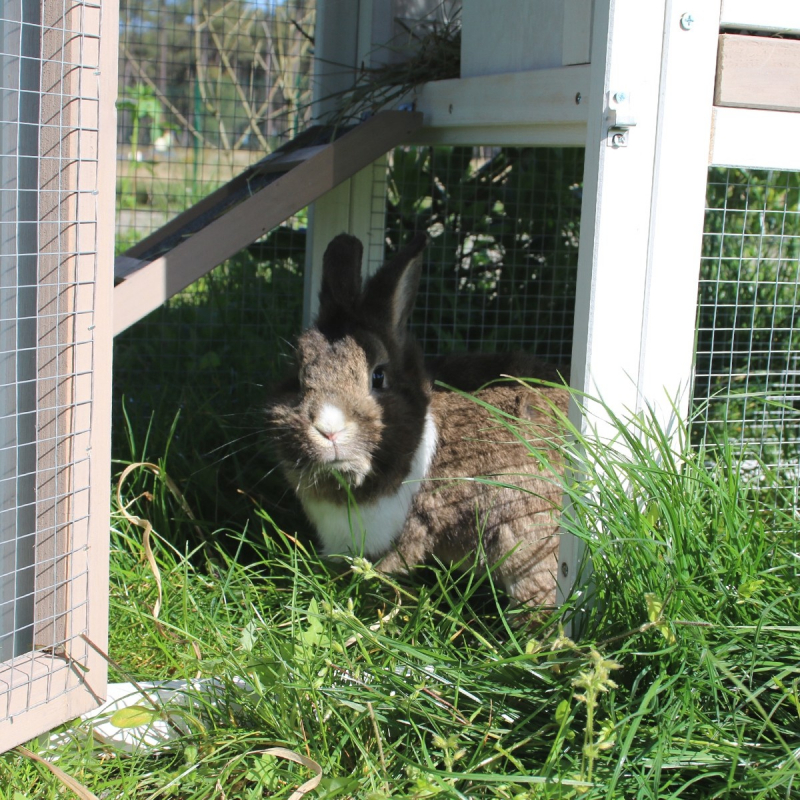 Clapier lapin avec enclos - 121 cm - Zolia Texas pour rongeurs et lapins 