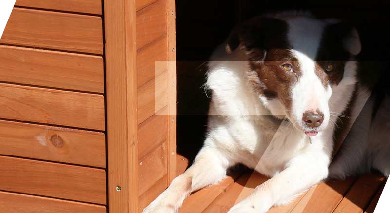 Un perro toma el sol en la terraza de la caseta Zolia Maya