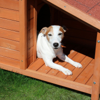 Niche pour chien avec terrasse Zolia Maya -2 tailles disponibles