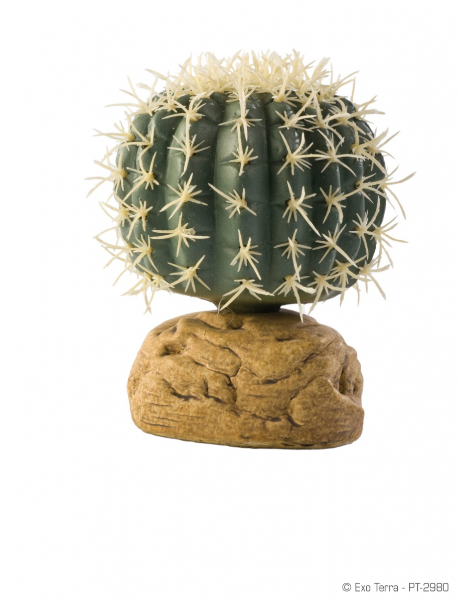 Cactus oursin Exo Terra