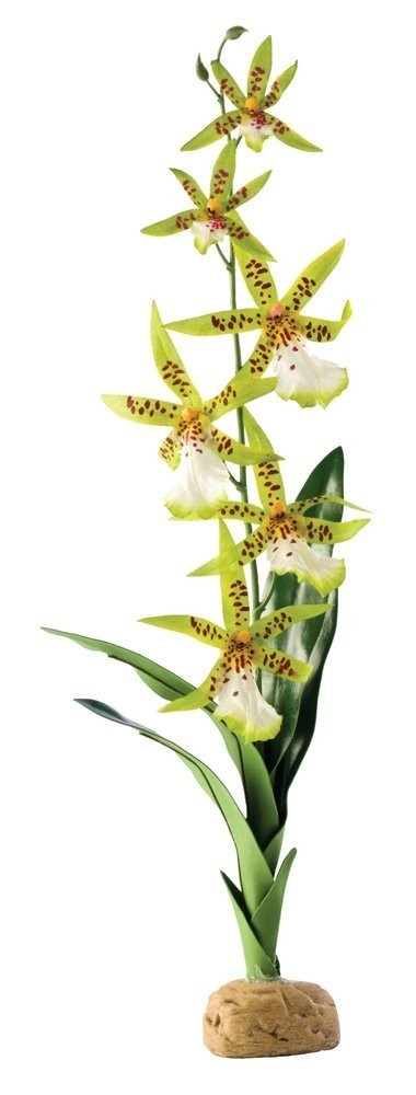 Orquídea para terrário Exo-Terra