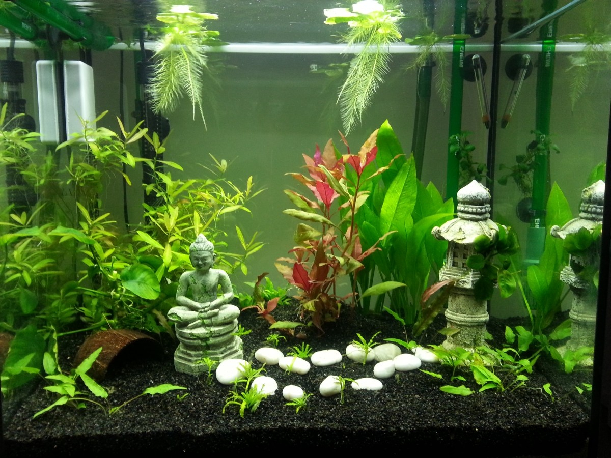 Aquarium Galets naturels Pierres de rivière, pierres décoratives et gravier  ou vase de jardin pots de plantes Aquarium 1 livre
