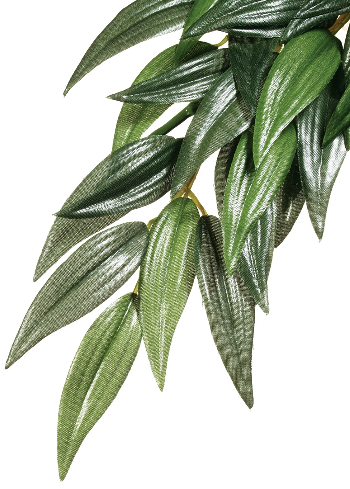 Plant Ruscus Exo-Terra voor terrarium