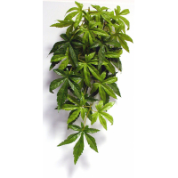 Cannabis plant voor terrarium