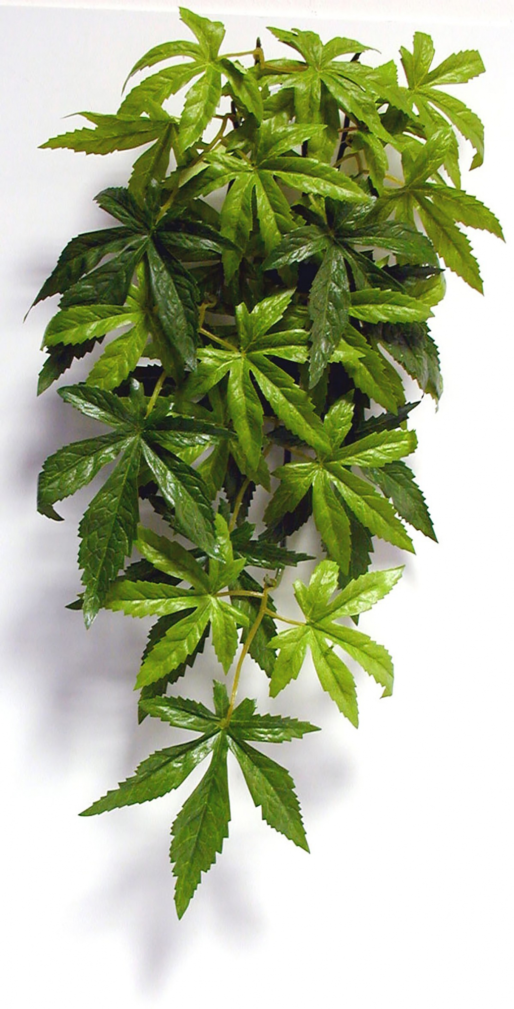 Cannabis plant voor terrarium