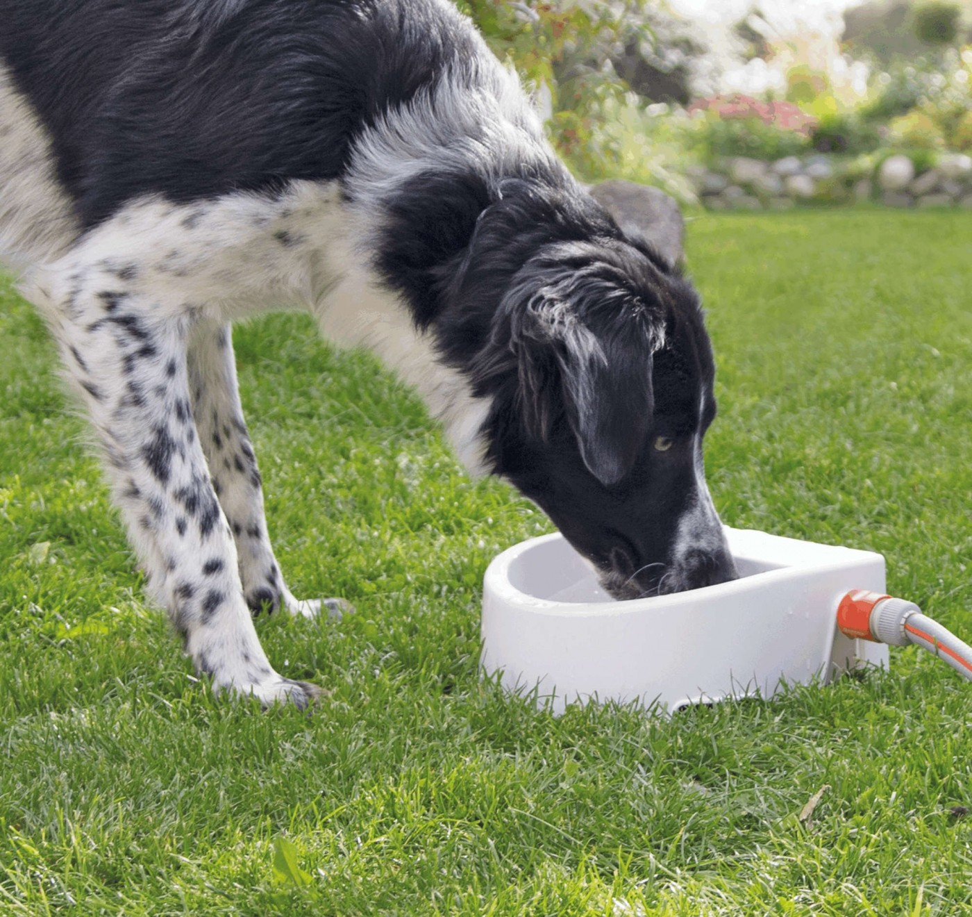 Bebedouro exterior automático para cão, gato ou animais pequenos