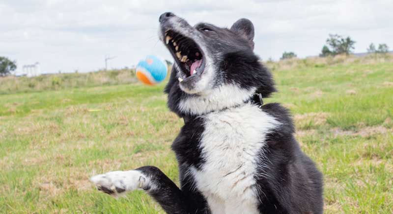 Un perro juega con la pelota para perros Zoomalia