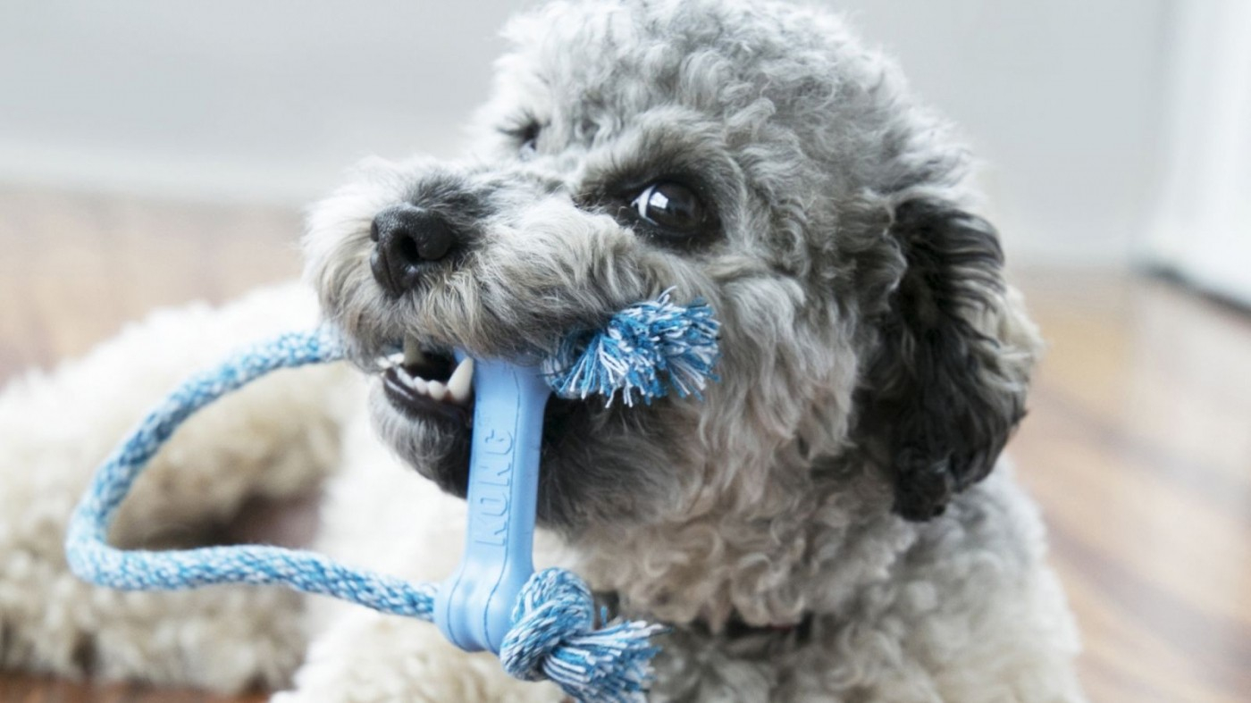 Spielzeug KONG Puppy Goodie Bone mit Seil