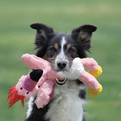 Jouet Pour Chien Amusez Le Dès 299