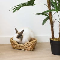 Panier pour rongeurs et lapins en jacinthe d'eau Zolia - 2 tailles disponibles