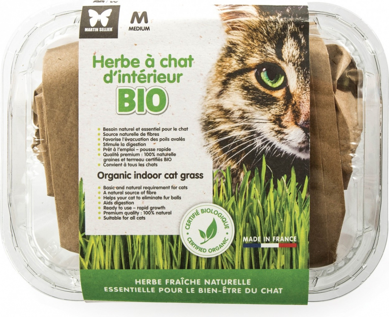 Erva para gato Bio para plantar num recipiente