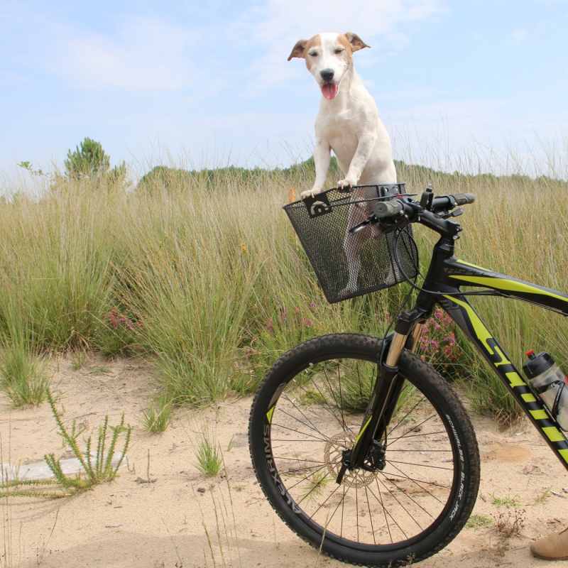 Panier vélo pour chien en métal Zolia Biky-002 avec attaches incluses