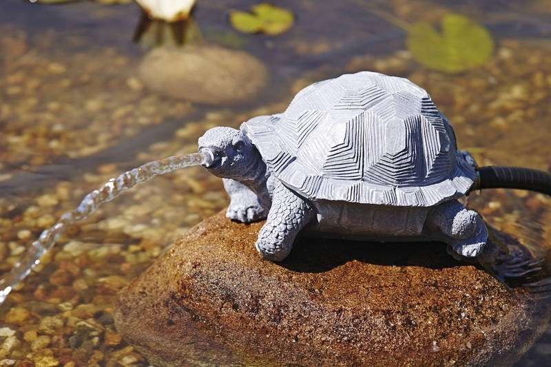 Waterspuwer schildpad