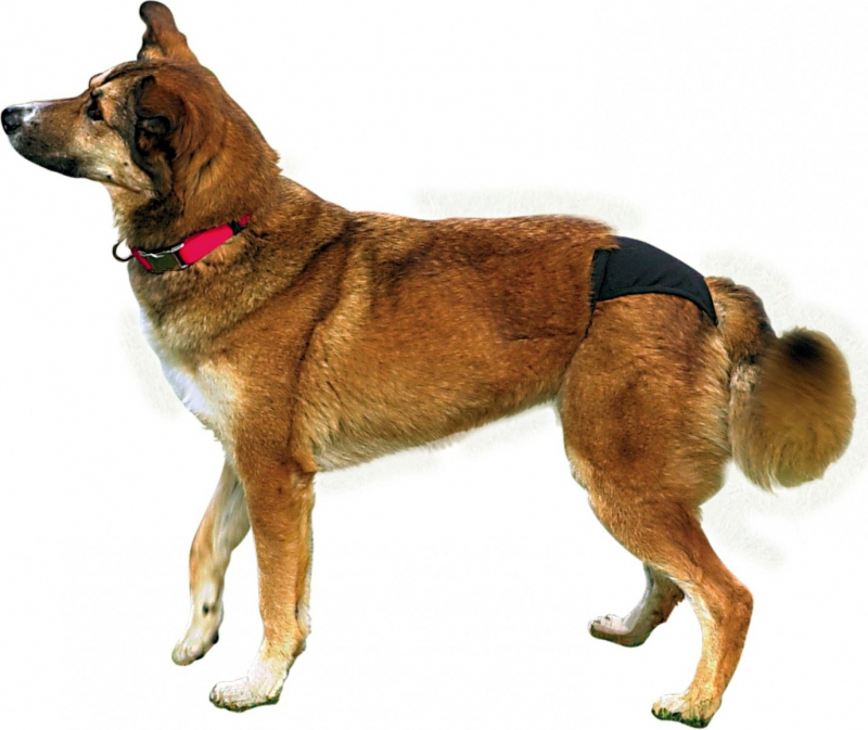 Banda abdomen para perros machos