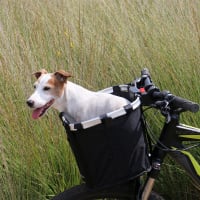 Transporte de perros en bici