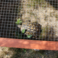 Schildkrötengehege Zolia Vico