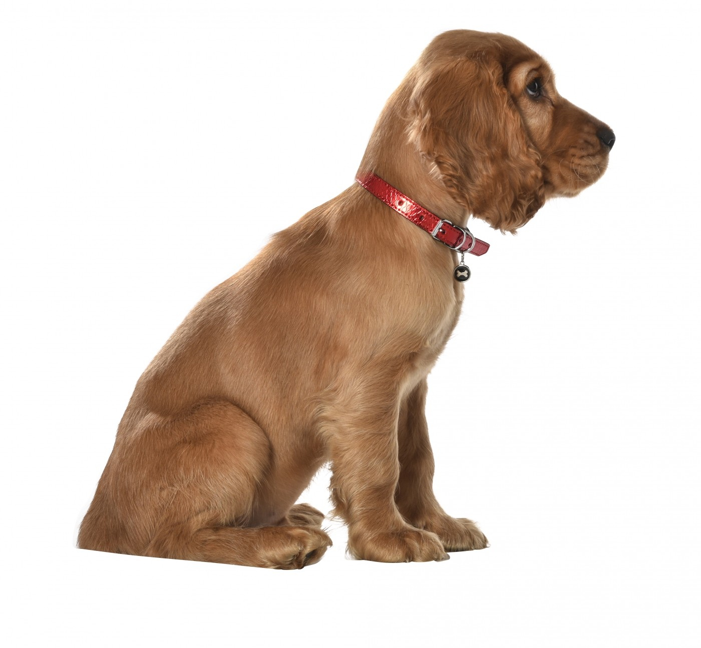 Collar de cuero Power para perro BOBBY - Varios colores