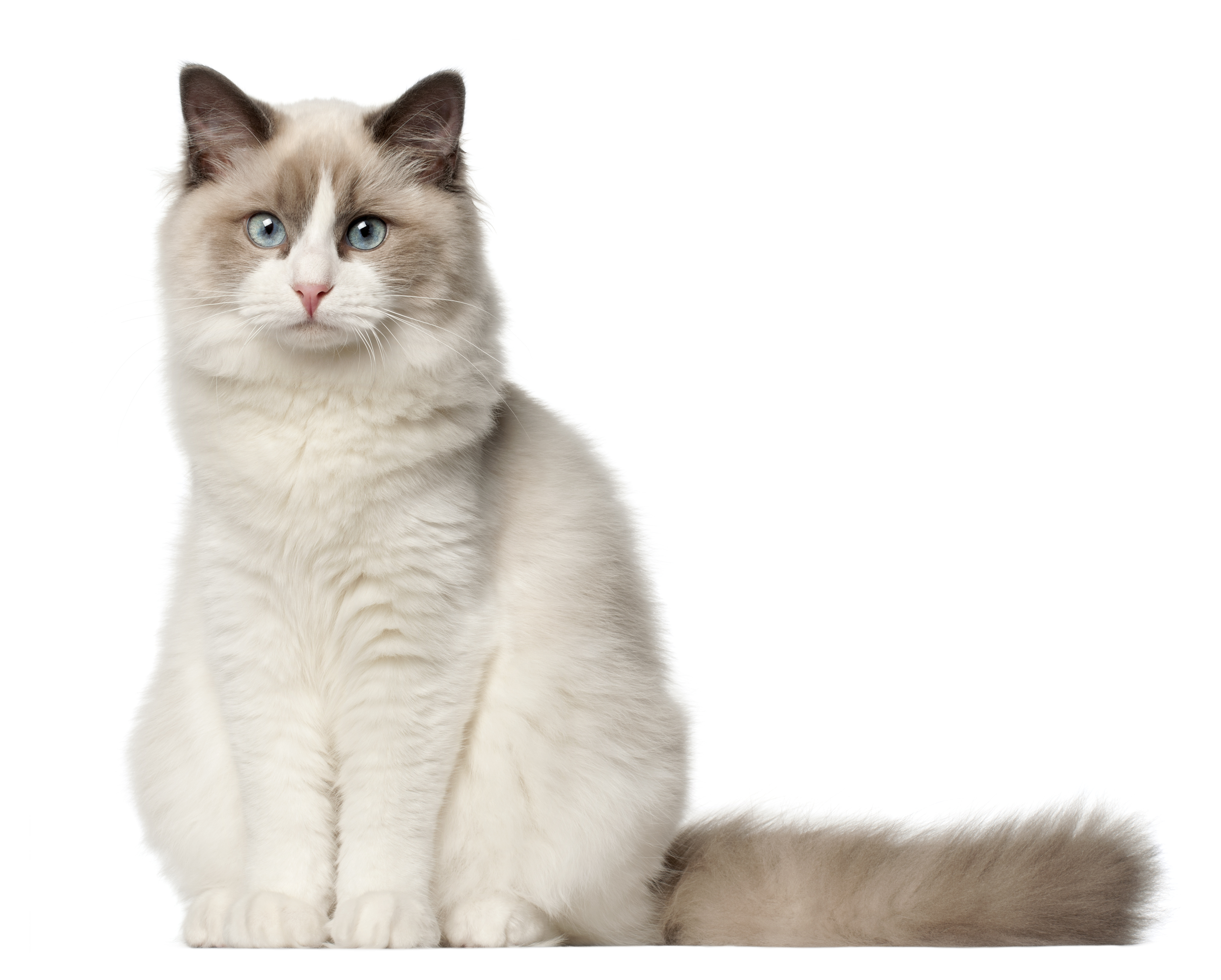 Litière BentoPearl Sensitive : idéale pour les chatons, les chats sensibles ou à poils longs