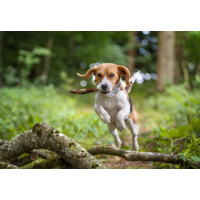GPS-tracker voor honden Weenect Dogs