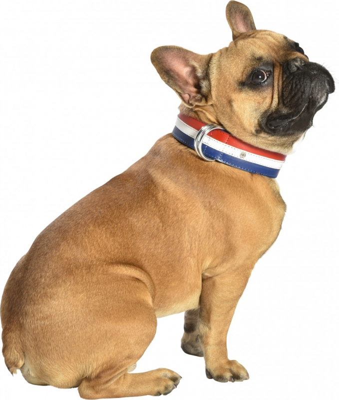 Coleira para cão em couro Henri Fabricada na França