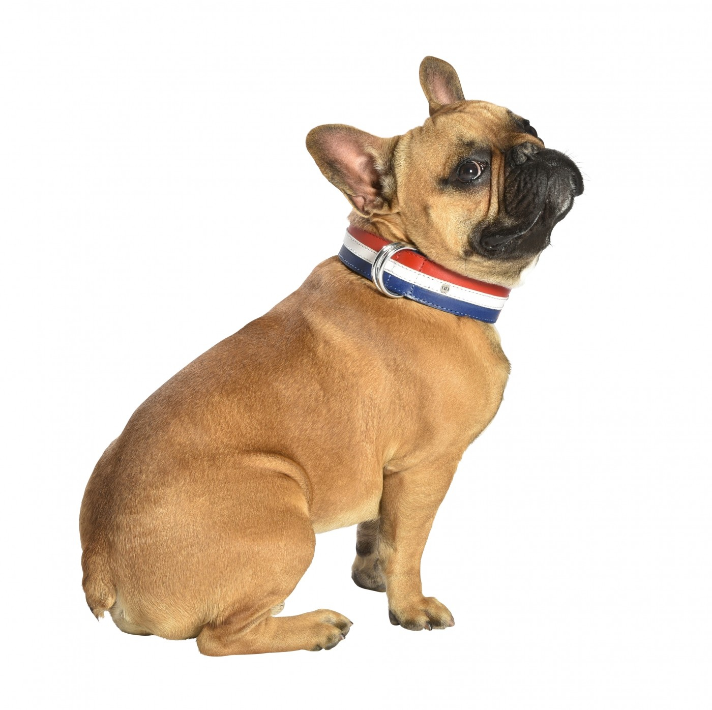 Lederhalsband für Hunde Henri hergestellt in Frankreich