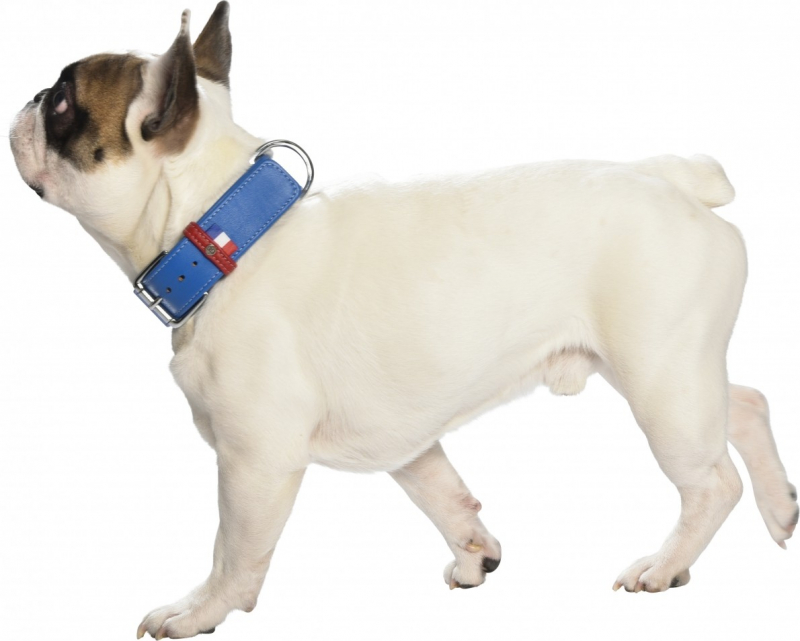 Collar y correa para perro de cuero Gustave azul real especial bulldog