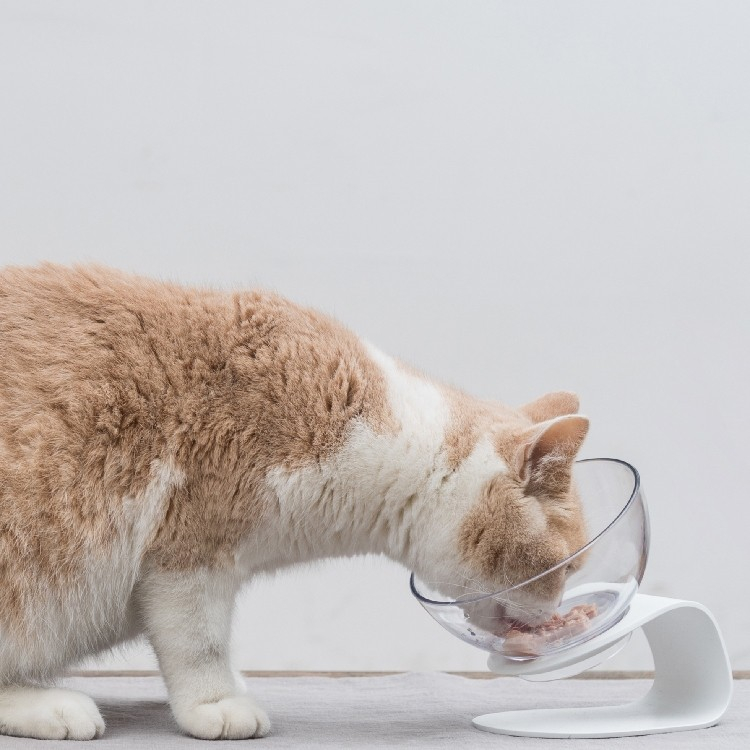 Gamelle Anti Derapante Et Inclinee Pour Chat Pidan