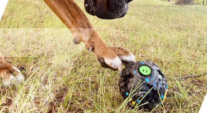 chien qui joue avec la balle play snack zolia