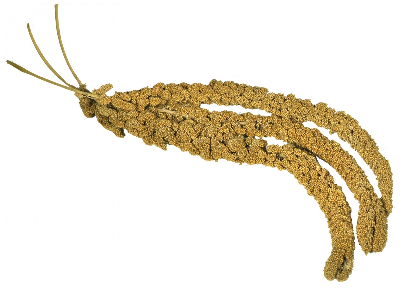 Gelbe Hirse Vadigran hergestellt in Frankreich in Traubenform - 1kg