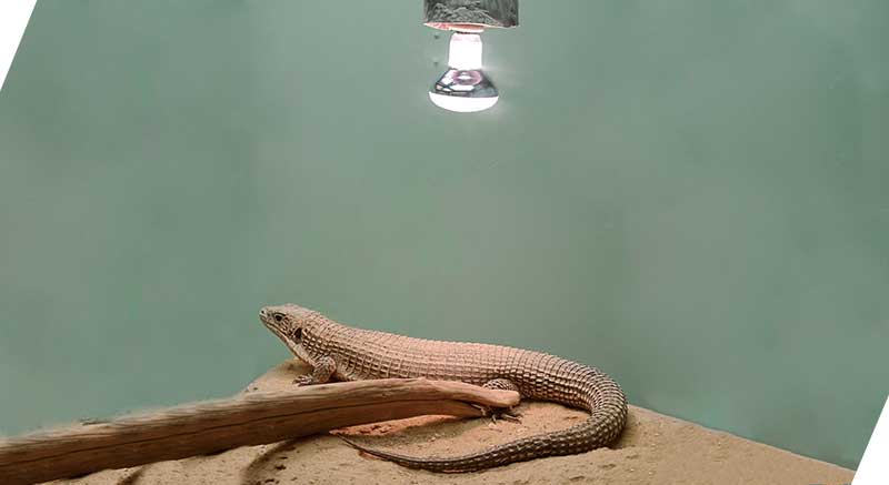 Lámpara solar para reptiles 