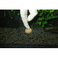 JBL Boulettes fertilisantes (7+13) pour les racines des plantes d'aquarium