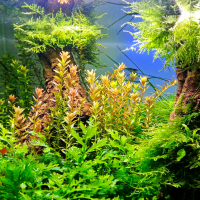 Engrais pour plante d'aquarium Ferropol 24 : Soins des plantes aquatiques  JBL animalerie - botanic®