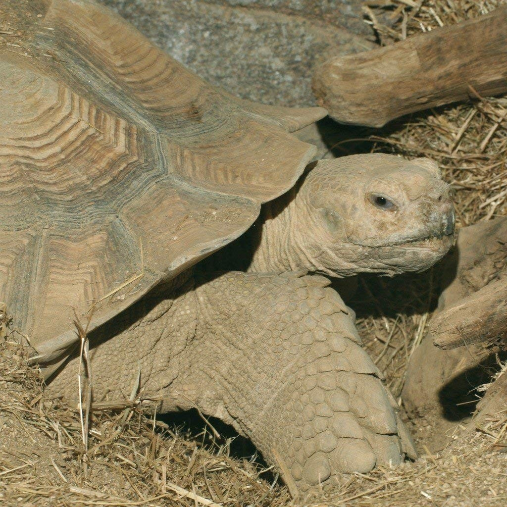 JBL Schildkrötensonne Terra - Vitamine für Landschildkröten