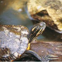 JBL Soleil Tropique Aqua produit multivitaminé pour les tortues d'eau