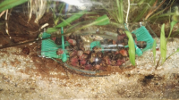 LimCollect-piege-a-escargots-pour-aquariums-d'eau-douce_de_David_71983531859bcd81060af37.99810911