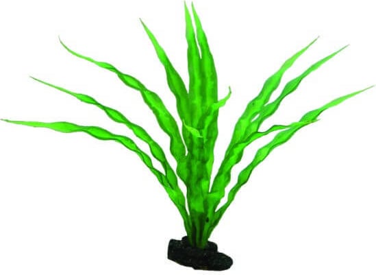 Plante crinum 29cm