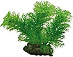 Plante Egeria 13 cm