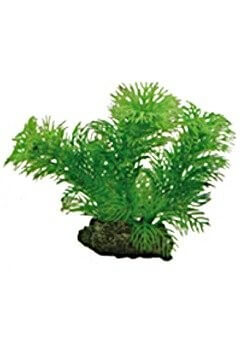 Planta Egeria 13 cm