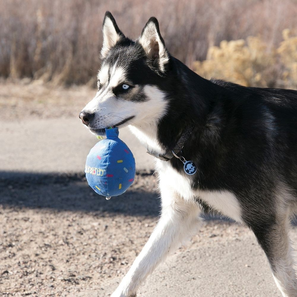 KONG Brinquedo de buscar para cão Occasions Birthday Balão Azul balão