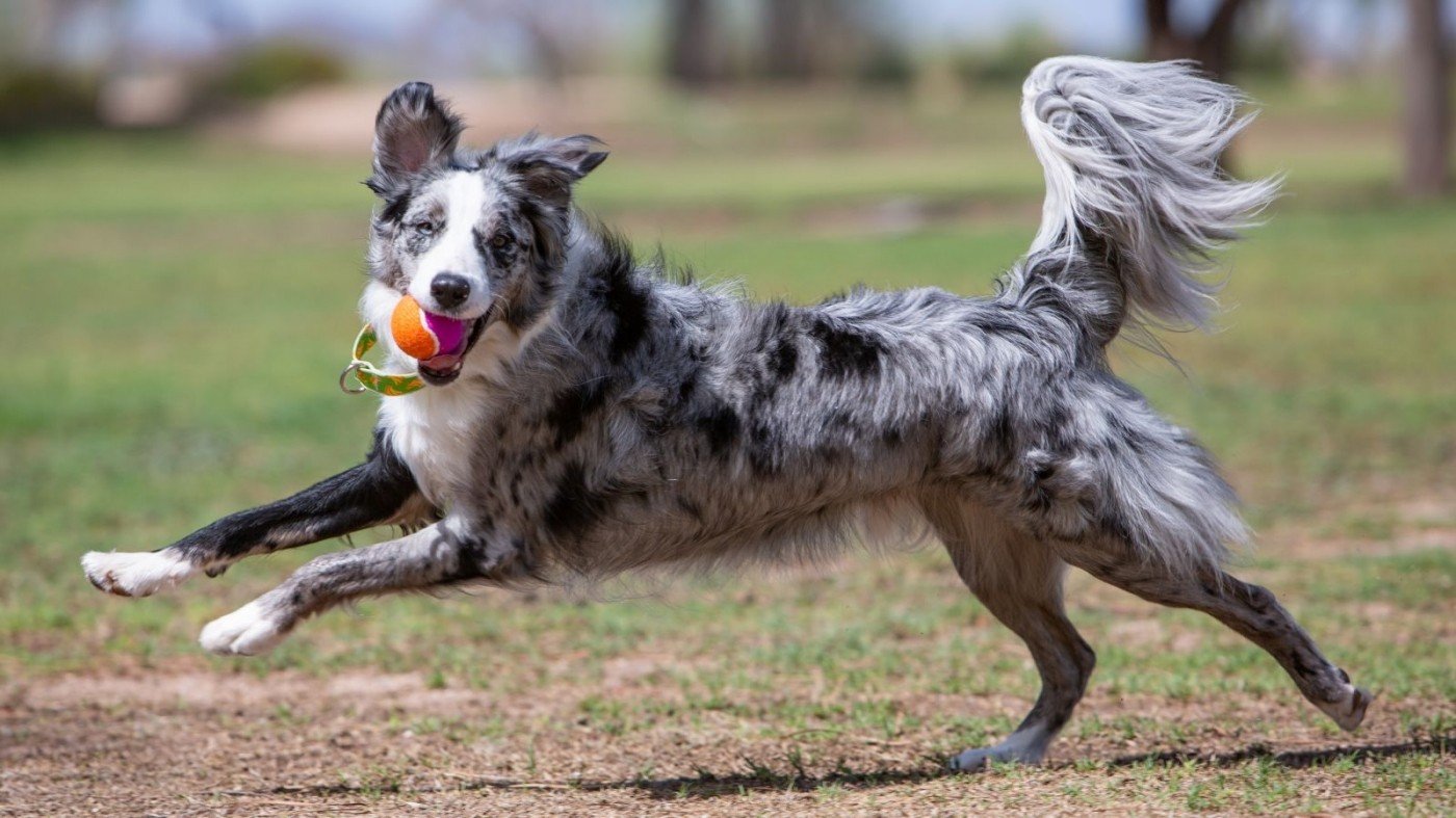 KONG SqueakAir® Birthday Balls für Hunde