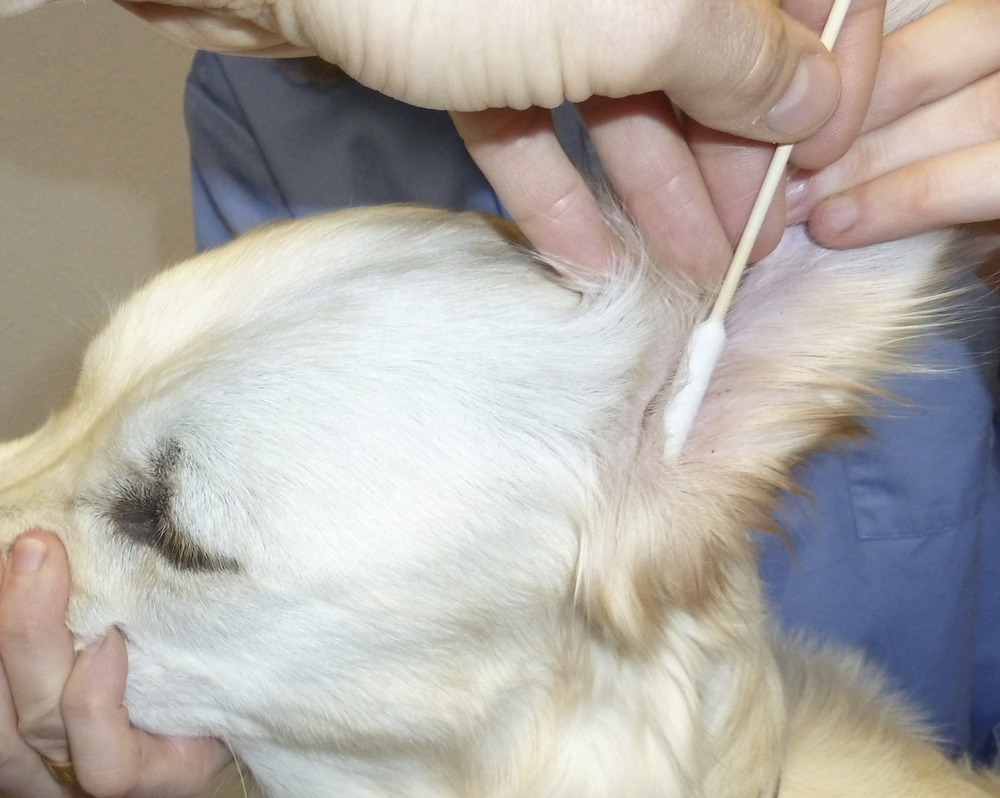 Kerbl oorstokjes in bamboe voor honden KERBL