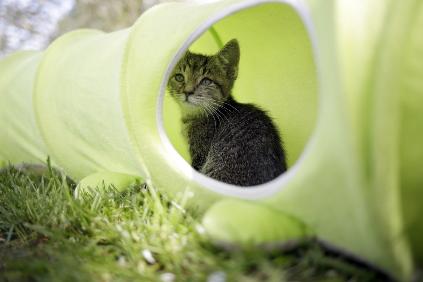 Kerbl Tunnel pour chat